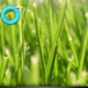 Illustration for article titled Rumored Lenovo oPhone OS Looks Too Apple-like